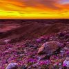 Blooming Desert Sunset paint by number