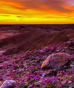 Blooming Desert Sunset paint by number
