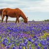 Bluebonnets And Brown Horse paint by number