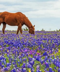 Bluebonnets And Brown Horse paint by number