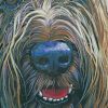 Briard Face Art paint by number