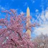 Cherry Blossoms Washington DC paint by number
