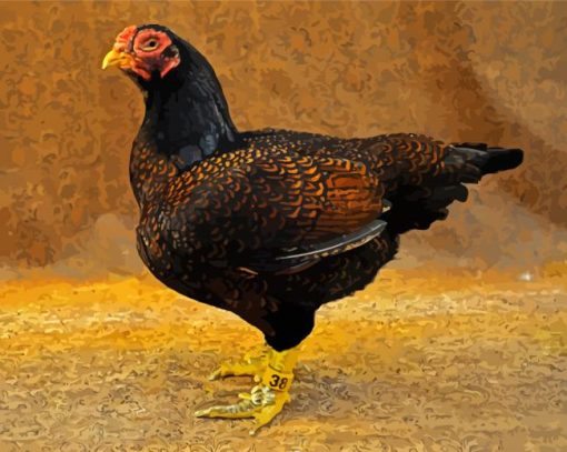 Cornish Chicken paint by number