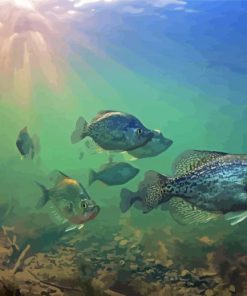 Crappie Fishes Undersea paint by number