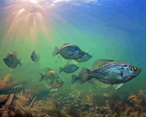 Crappie Fishes Undersea paint by number