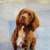 Cute Sprocker Dog paint by number