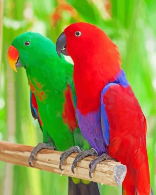 Eclectus Parrots Birds paint by number