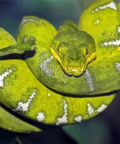 Emerald Tree Boa paint by number