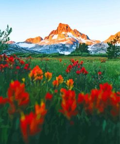 Fields Of Indian Paintbrush paint by number