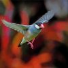 Flying Java Sparrow paint by number