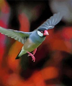 Flying Java Sparrow paint by number