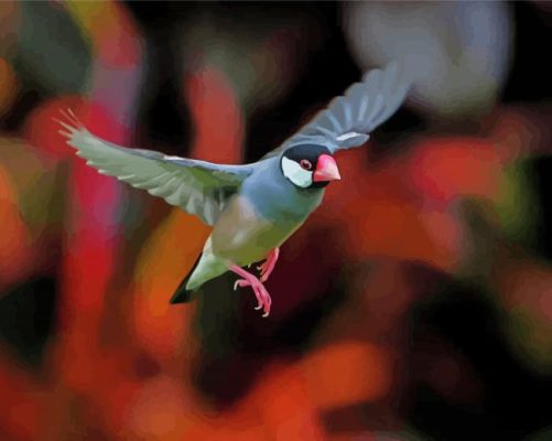 Flying Java Sparrow paint by number