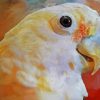 Goffins Cockatoo Art paint by number