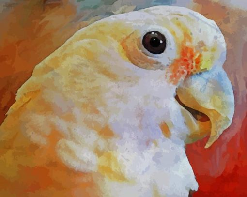 Goffins Cockatoo Art paint by number