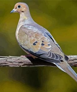 Gray Dove Bird paint by number