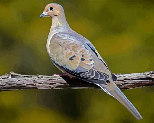 Gray Dove Bird paint by number