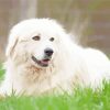 Great Pyrenees paint by number