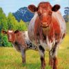 Handsome Shorthorn Cow And Calf paint by number