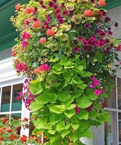 Hanging Basket Art paint by number