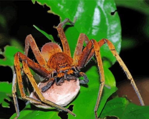 Huntsman Spider Insect With Egg Sack paint by number