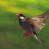 Java Sparrow Flying paint by number
