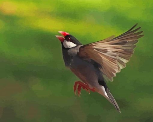 Java Sparrow Flying paint by number