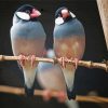 Java Sparrow Birds On A Branch paint by number