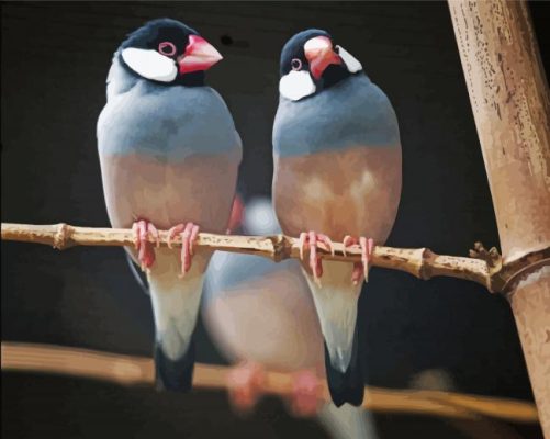 Java Sparrow Birds On A Branch paint by number