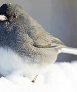Junco Bird In Snow paint by number