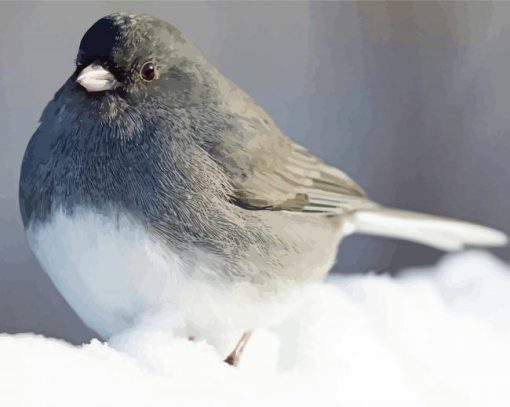 Junco Bird In Snow paint by number