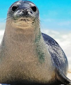 Monk Seal paint by number