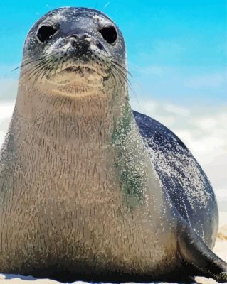 Monk Seal paint by number