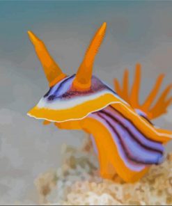 Nudibranch Sea Slug paint by number