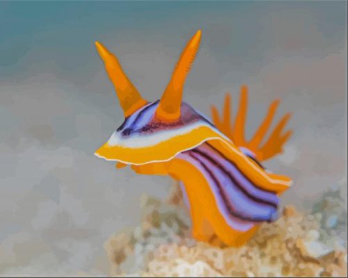 Nudibranch Sea Slug paint by number