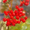 Red Rowanberry paint by number