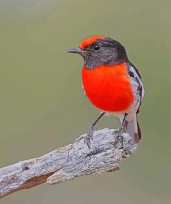 Red Capped Robin On Stick paint by number