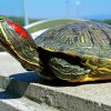 Red Eared Slider paint by number