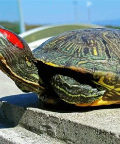 Red Eared Slider paint by number