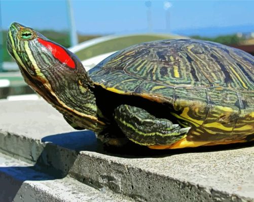 Red Eared Slider paint by number