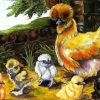 Silkie Chicken Birds paint by number