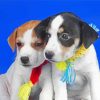 Small Jack Russell Puppies paint by number