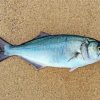 The Bluefish paint by number