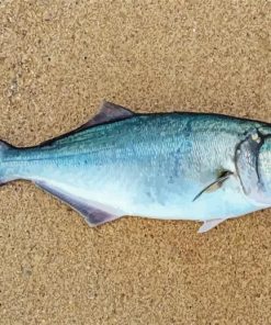 The Bluefish paint by number