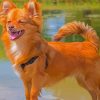The Pomchi Dog paint by number