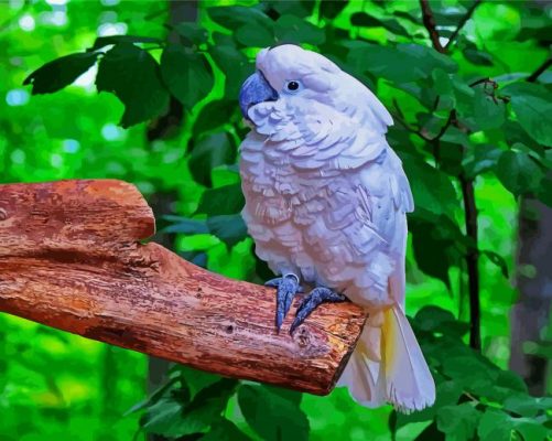 White Umbrella Cockatoo paint by number