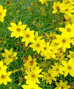 Yellow Coreopsis paint by number