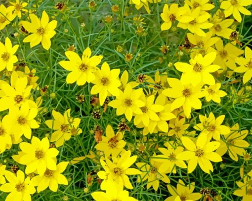 Yellow Coreopsis paint by number