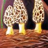 Aesthetic Morel Mushroom Art paint by number