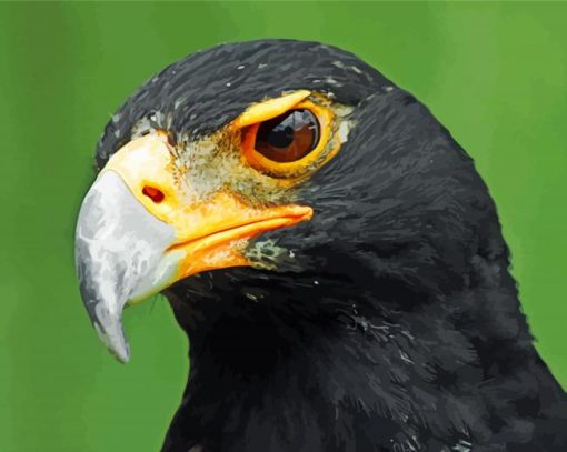 African Black Eagle paint by number