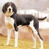 Black And White Treeing Walker paint by number